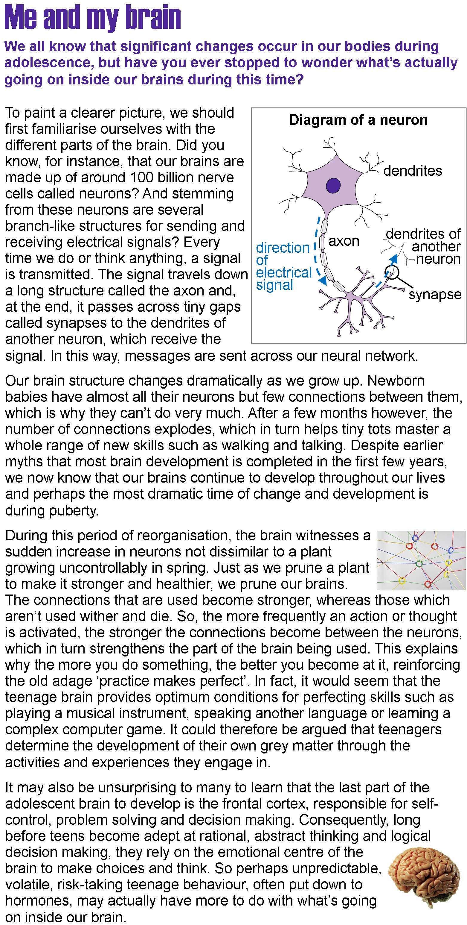 article about the brain