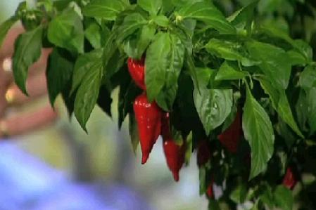 picture of chillies