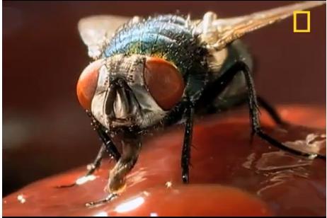 picture of a fly