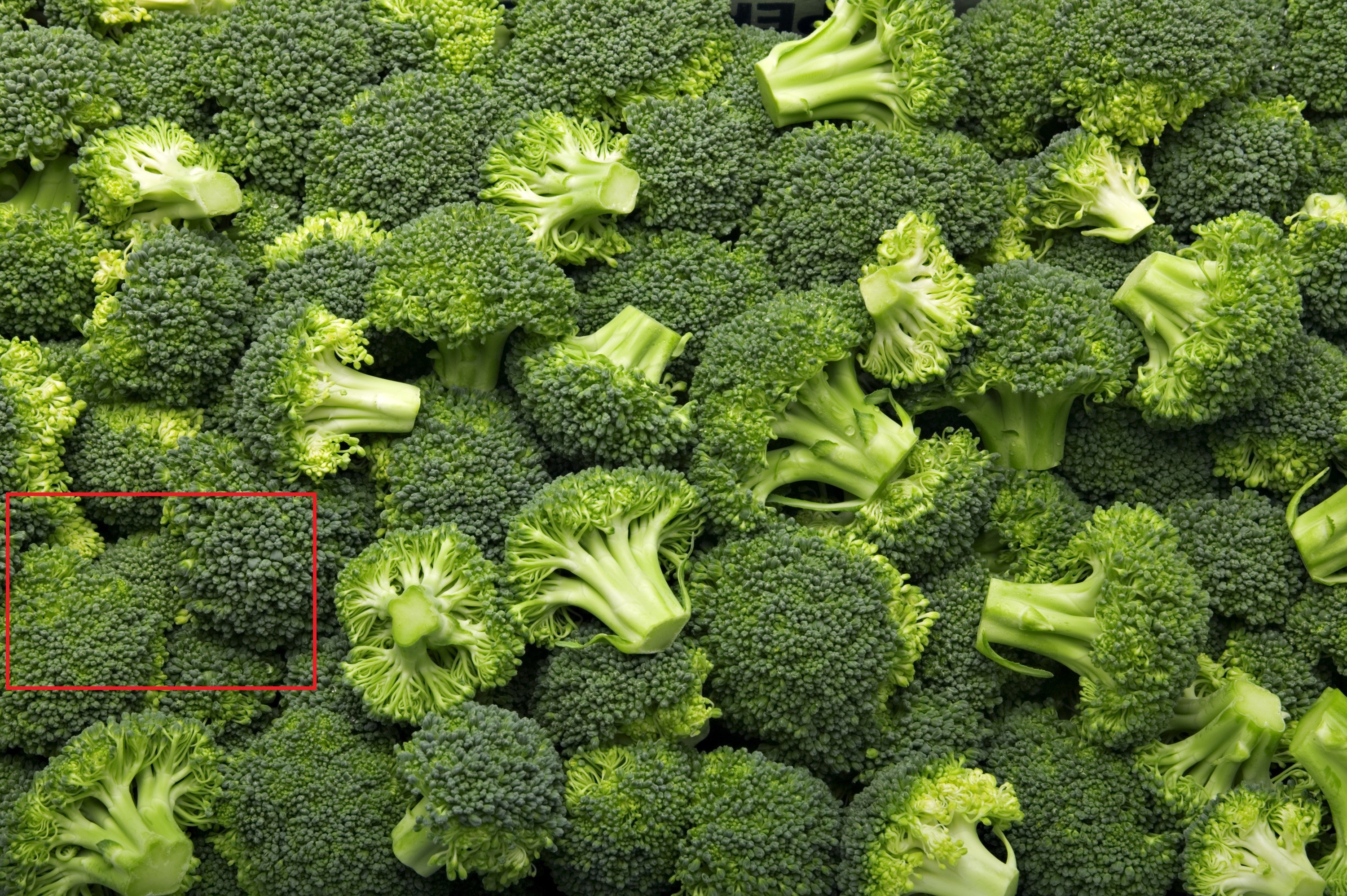 Broccoli