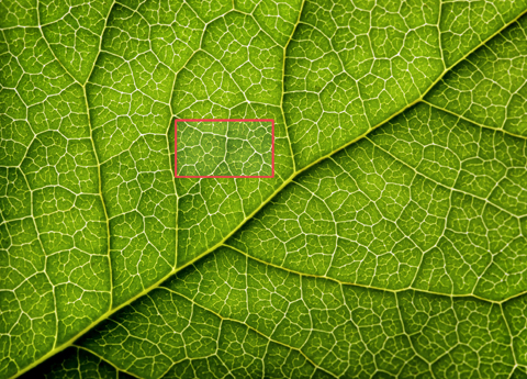 Leaf